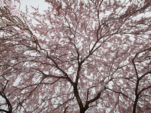しだれ桜.jpg