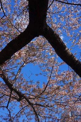 人桜.jpg