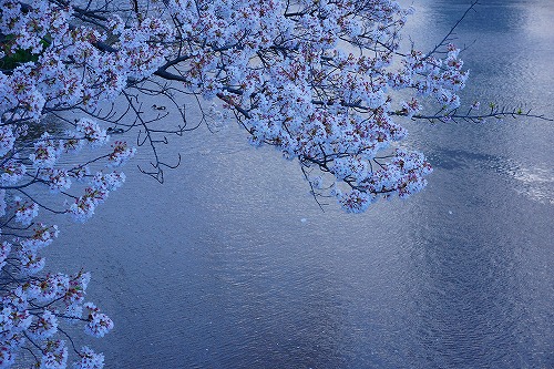 桜水面.jpg